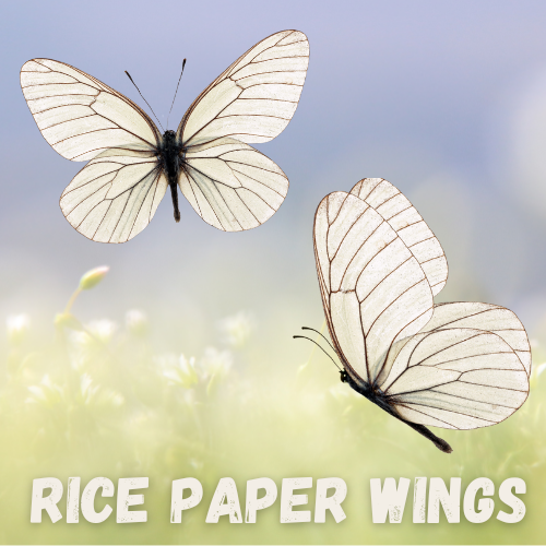 Delicate white butterflies float in the air above a sunlit meadow.