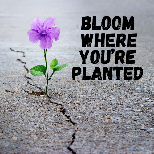 Bloom Where You're Planted