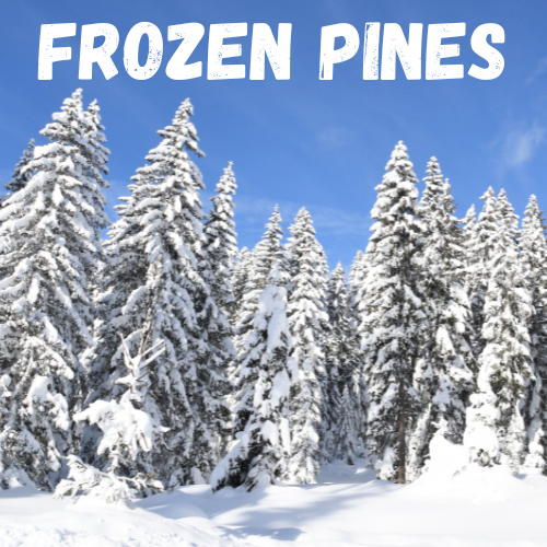 Frozen Pines