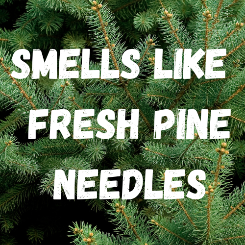Evergreen