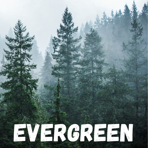 Evergreen