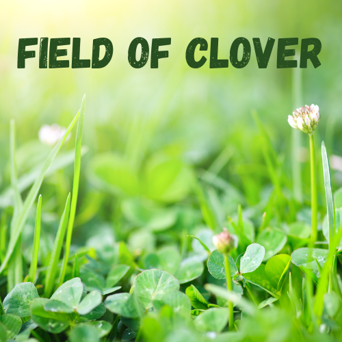 Field of Clover
