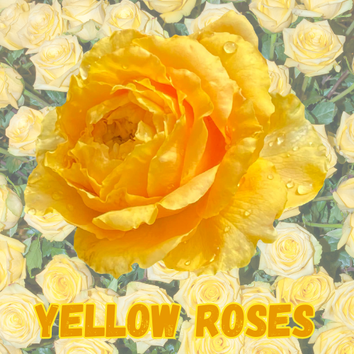 Yellow Roses