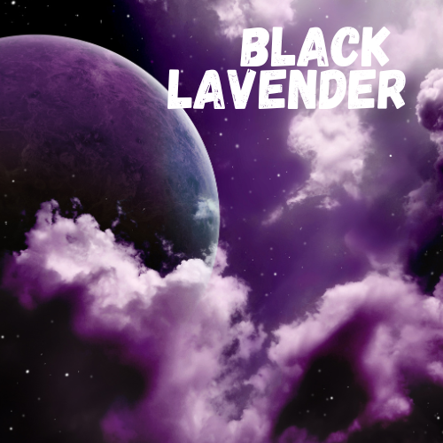 Black Lavender