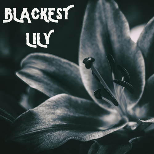 Blackest Lily
